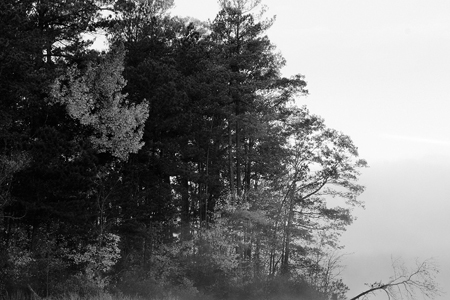 МТС помогает контролировать лесную промышленность Восточной Сибири