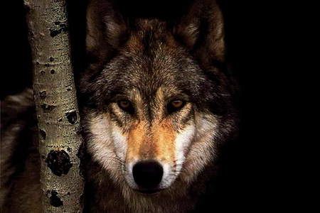 Режим ЧС объявлен в одном из районов Забайкалья из-за частых нападений волков Режим ЧС объявлен в одном из районов Забайкалья из-за частых нападений волков