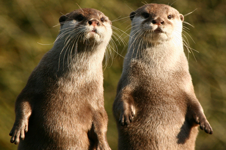 Новосибирский зоопарк заполучил ленивца и беcкоготных выдр Новосибирский зоопарк заполучил ленивца и беcкоготных выдр