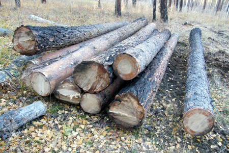 Иркутский губернатор заявил о пересмотре правил аренды лесных участков