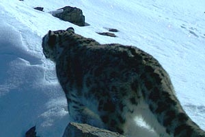 Фотокамеры впервые запечатлели снежного барса на территории Республики Алтай Фотокамеры впервые запечатлели снежного барса на территории Республики Алтай