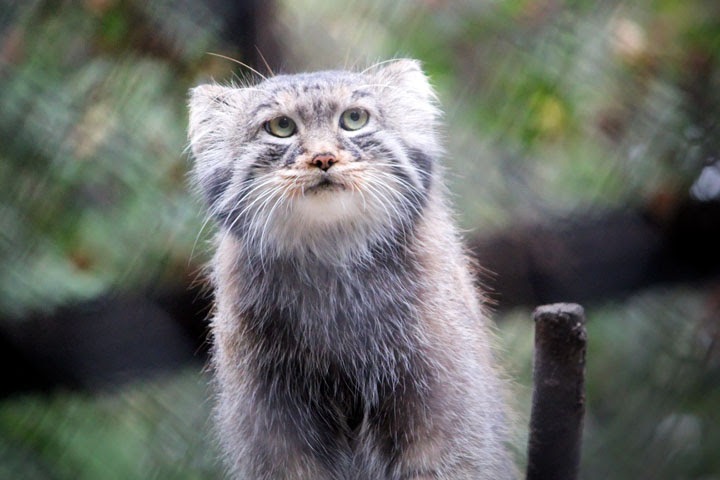 Жителям предложили выбрать новогодний талисман Новосибирска из манула и медведя