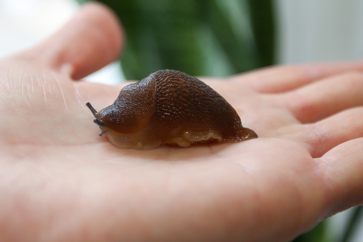 Томские ученые: слизни и жуки полезнее говядины и свинины Томские ученые: слизни и жуки полезнее говядины и свинины