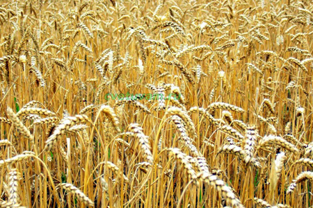 Heineken будет выращивать собственный ячмень в Приангарье