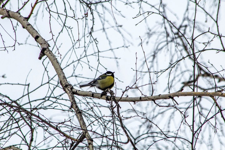 Морозы до -20 ожидаются в Новосибирской области