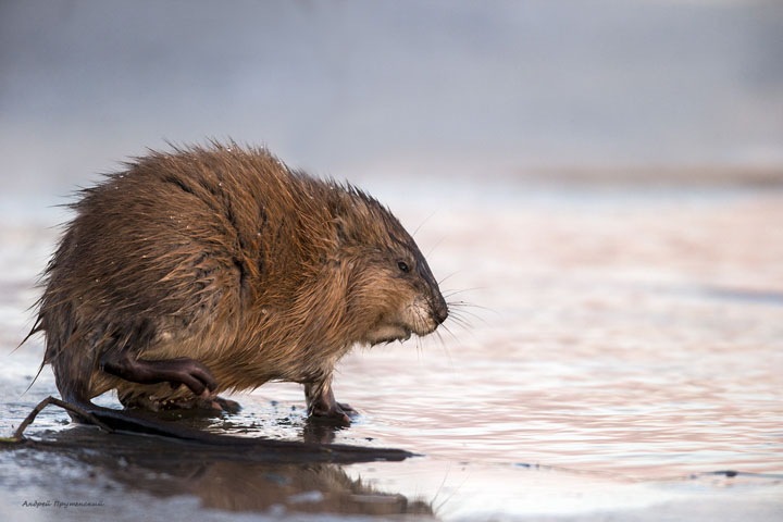 Красноярец поскользнулся, стреляя в ондатру, и попал в своих коллег