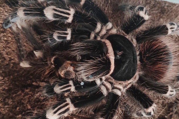 Новосибирские ученые предложили использовать паучий яд для защиты посевов