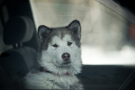 Омское УФАС признало рекламу подмосковного центра «Хаски Лэнд» привлекающей внимание к сибирской водке Омское УФАС признало рекламу подмосковного центра «Хаски Лэнд» привлекающей внимание к сибирской водке