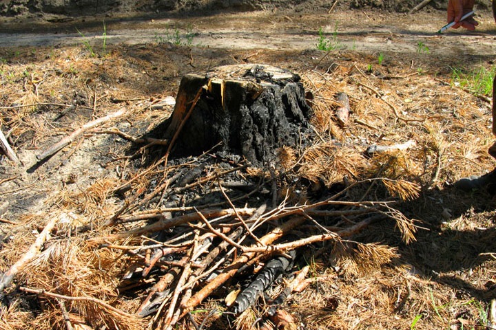 Рубки в Караканском бору: сколько пней, столько вопросов Рубки в Караканском бору: сколько пней, столько вопросов