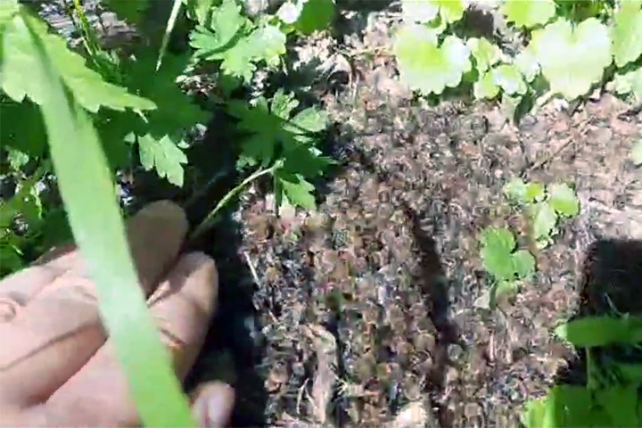 Миллионы пчел погибли в Красноярском крае из-за химикатов