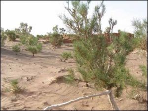 Через 25 лет Алтайский край может стать пустыней