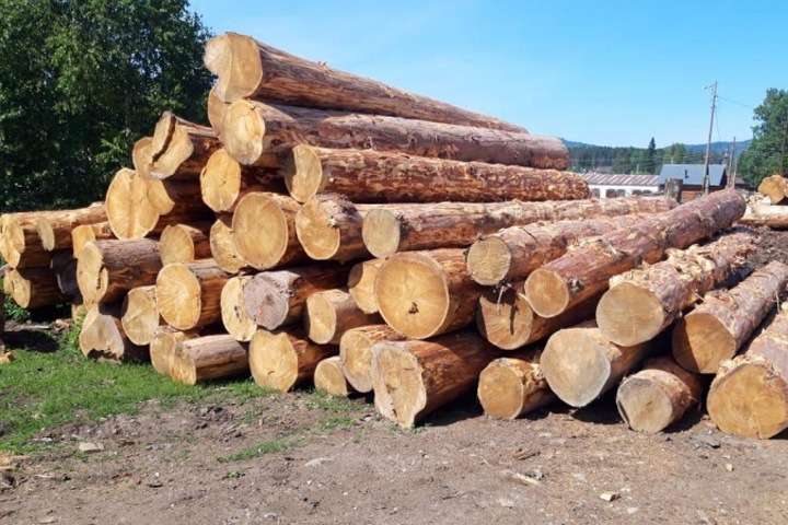 Золотодобытчики вырубили в Горном Алтае кедра на 300 млн рублей