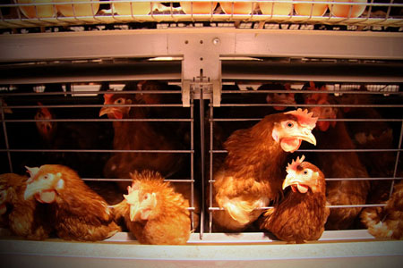 Новосибирская область производит на 50% больше яиц, чем нужно региону Новосибирская область производит на 50% больше яиц, чем нужно региону