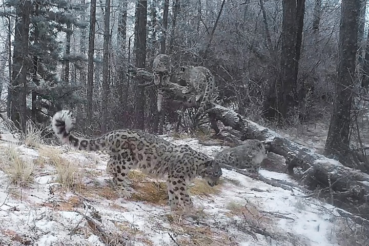 Самка снежного барса родила котят в Саяно-Шушенском заповеднике