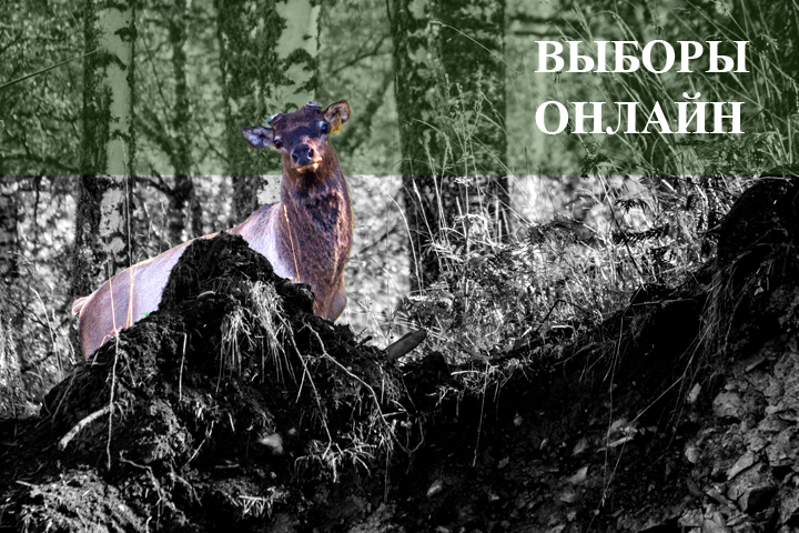 Как проходят выборы в Сибири Как проходят выборы в Сибири