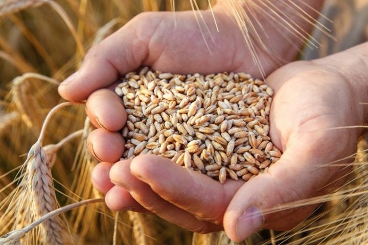 Высокоэффективные протравители отечественного производства