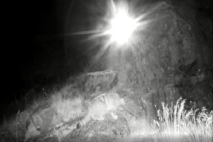 Манула впервые засняли на плато Укок в Республике Алтай