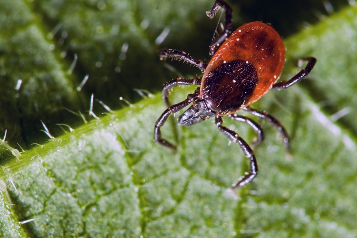 Ученые нашли в России нового паразита. Наука за неделю