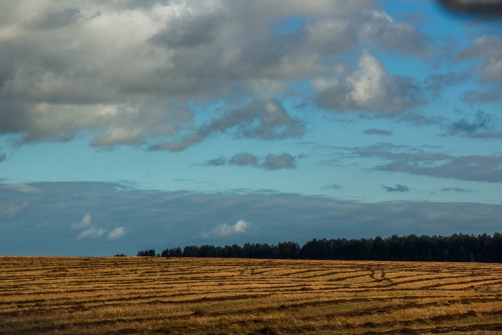 Руководство Новосибирского района оценило виды на урожай Руководство Новосибирского района оценило виды на урожай