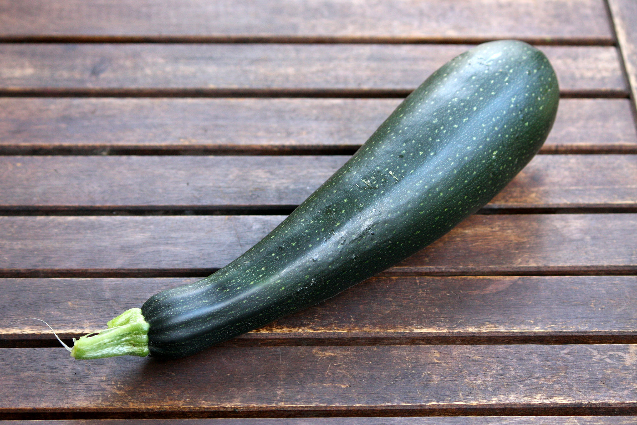 купить семена кабачка