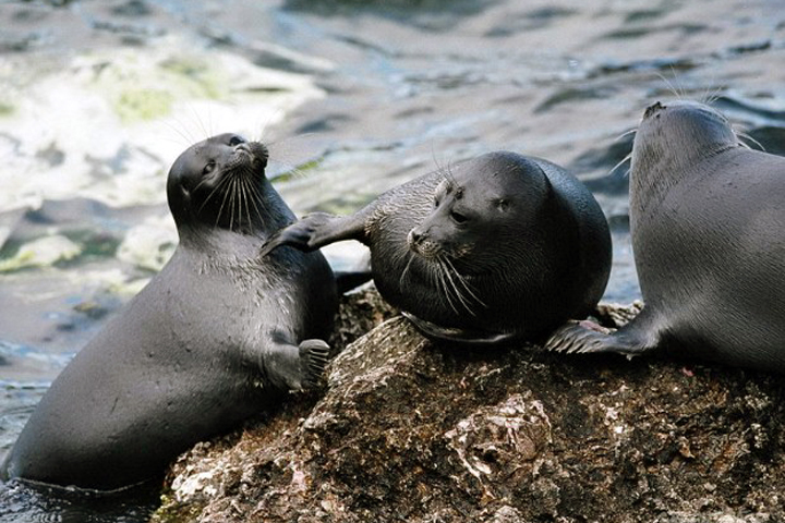 Минприроды рекомендовало начать промышленную добычу байкальской нерпы Минприроды рекомендовало начать промышленную добычу байкальской нерпы