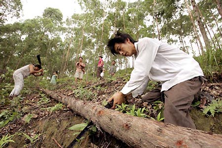 Китайцы предложили бурятам продавать лес и продукты в КНР через интернет Китайцы предложили бурятам продавать лес и продукты в КНР через интернет