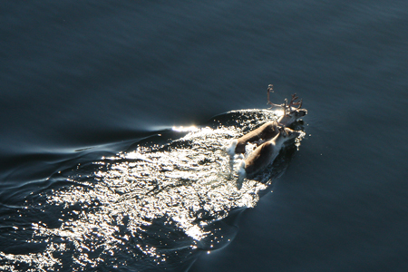 Ученые СФУ обнаружили пропавшую популяцию северных оленей