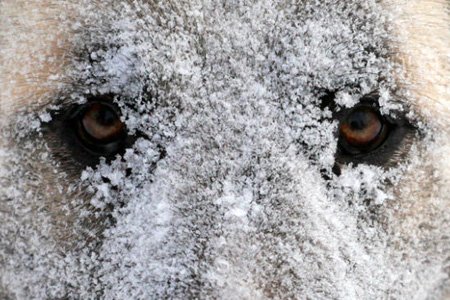 40-градусные морозы ожидаются в Западной Сибири 