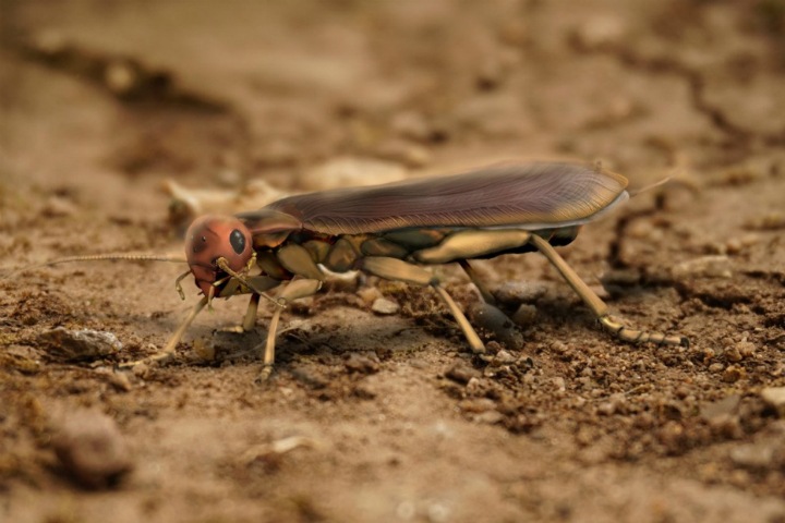 Фото дня: как выглядел общий предок тараканов и кузнечиков Фото дня: как выглядел общий предок тараканов и кузнечиков