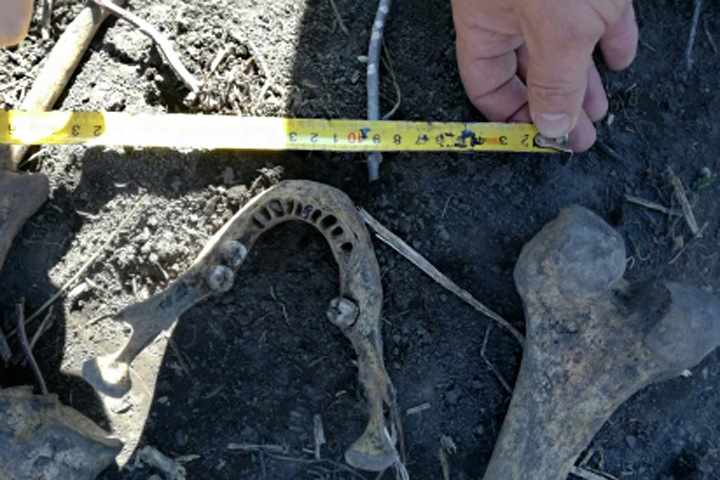 Омич нашел в огороде останки бывшего мужа жены Омич нашел в огороде останки бывшего мужа жены