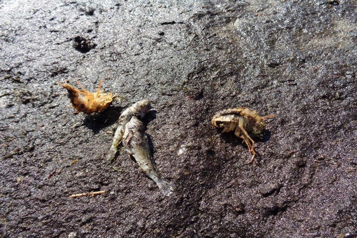 Массовая гибель рыбы произошла на Байкале Массовая гибель рыбы произошла на Байкале