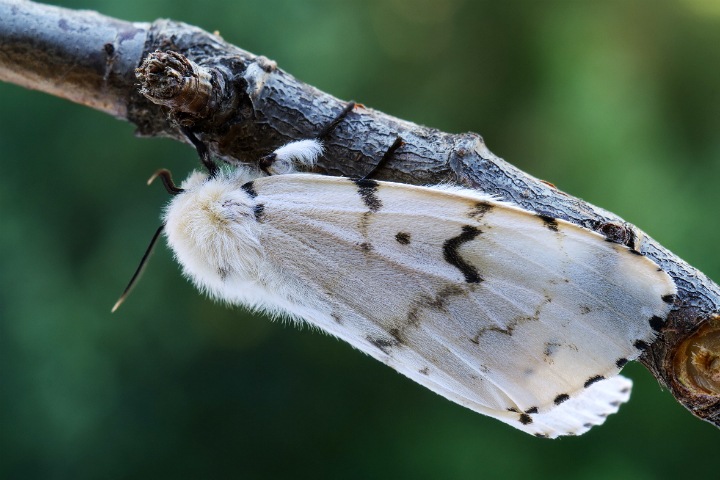 Биологи определили генетический портрет опасного вредителя леса в Сибири