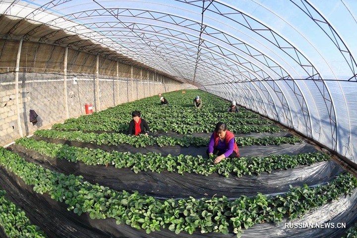 Китайцы инвестируют в теплицы и логистический центр в Омской области Китайцы инвестируют в теплицы и логистический центр в Омской области