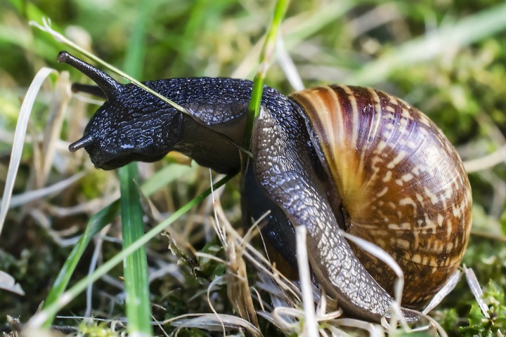 Ученые объяснили поведение животных-мигрантов. Это поможет решать экологические проблемы Ученые объяснили поведение животных-мигрантов. Это поможет решать экологические проблемы