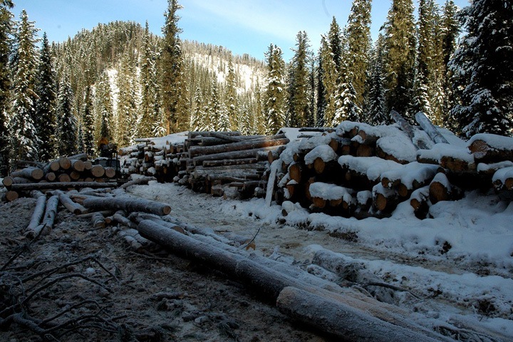 Власти Алтая берут леса под охрану, чтобы остановить варварскую вырубку Власти Алтая берут леса под охрану, чтобы остановить варварскую вырубку