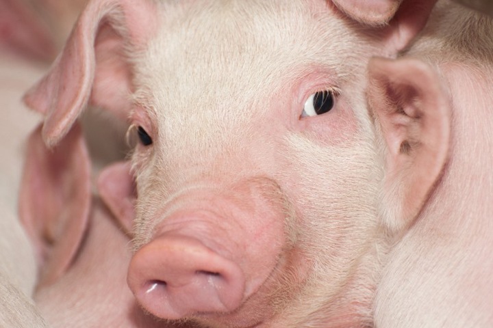 Погибших от африканской чумы свиней в Забайкалье кормили объедками из воинских частей