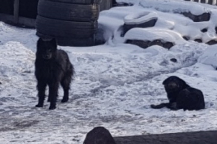 Житель Тувы осужден за своих голодных собак, загрызших насмерть пьяную женщину Житель Тувы осужден за своих голодных собак, загрызших насмерть пьяную женщину
