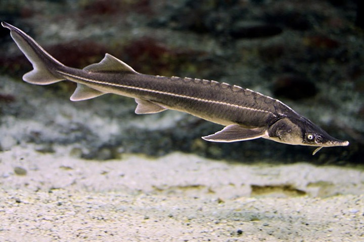 Высокопоставленный полицейский оштрафован и уволен в Омске за браконьерство