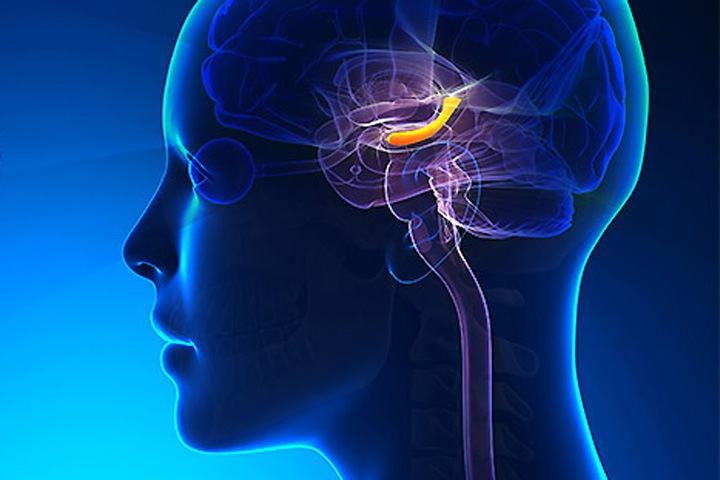 Томские ученые узнали, как организм спасает центр памяти при ишемии мозга Томские ученые узнали, как организм спасает центр памяти при ишемии мозга