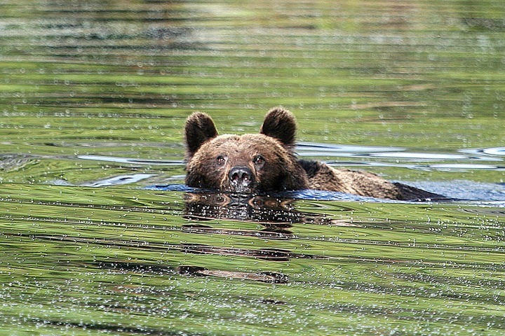 Иркутянин убил двух рыбаков, отстреливаясь от плывущего к нему медведя Иркутянин убил двух рыбаков, отстреливаясь от плывущего к нему медведя
