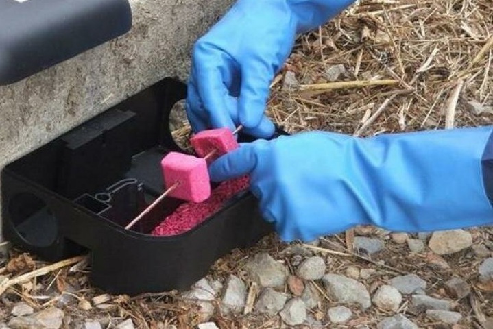 Что такое дератизация и зачем она нужна Что такое дератизация и зачем она нужна