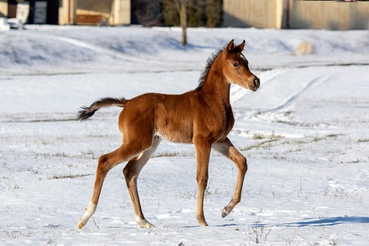 Неизвестные расстреляли на Алтае более 50 лошадей