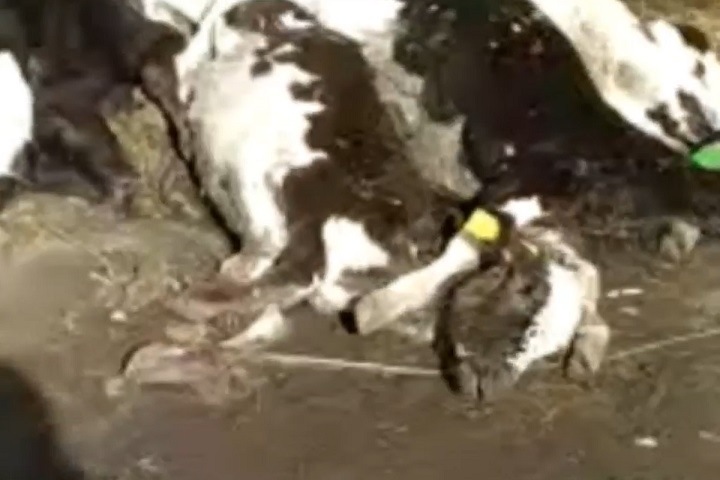 Трупы животных выбросили на окраине села в Новосибирской области