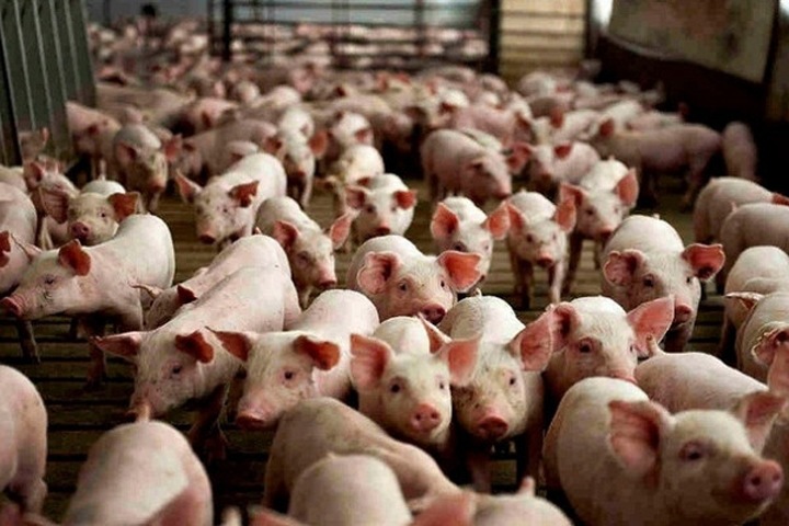 Локоть признал, что вонь в Новосибирск идет от Кудряшовского свинокомплекса