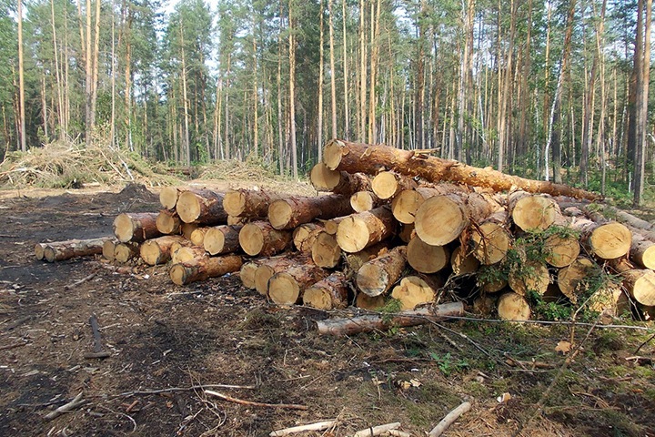 Компанию сыновей бывшего алтайского вице-губернатора подозревают в незаконных рубках Компанию сыновей бывшего алтайского вице-губернатора подозревают в незаконных рубках