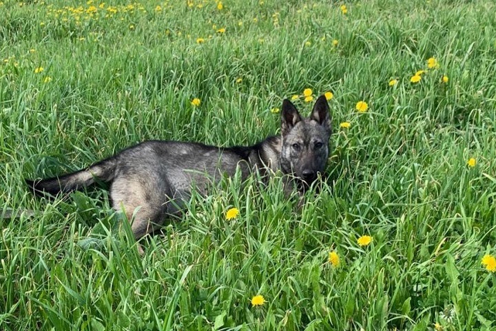 Собаки с инвалидностью пробегут кросс в Томске Собаки с инвалидностью пробегут кросс в Томске