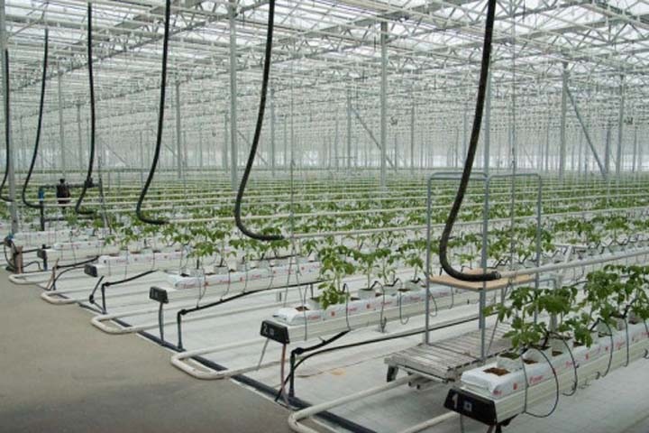 Крупнейший тепличный комплекс Алтайского края увольняет всех сотрудников Крупнейший тепличный комплекс Алтайского края увольняет всех сотрудников