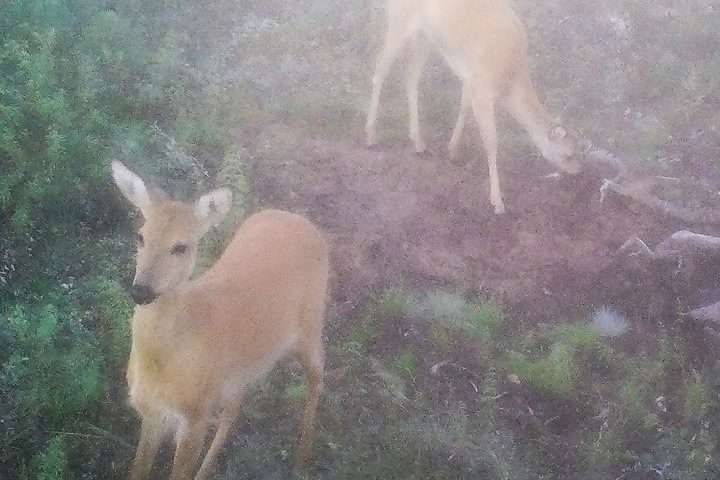 Фотоловушка зафиксировала в Бурятии отправившихся на зимовку косулей