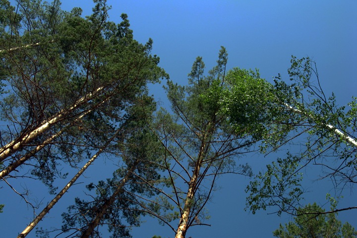 Томские власти заявили о снижении количества незаконных рубок Томские власти заявили о снижении количества незаконных рубок