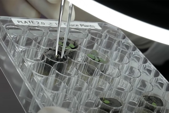 Ученые впервые вырастили растения в лунном грунте Ученые впервые вырастили растения в лунном грунте